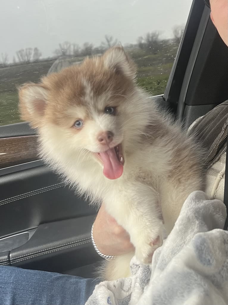 Whiskey, a Pomsky tested with EmbarkVet.com