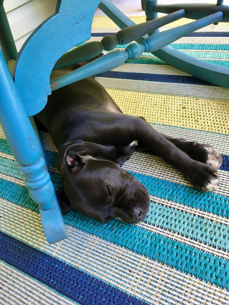 Poppy, an American Pit Bull Terrier and Pug mix tested with EmbarkVet.com