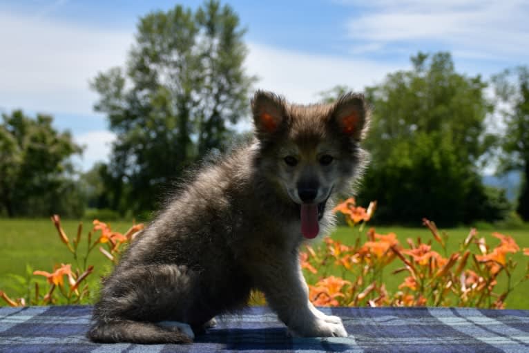 Draco, a Czechoslovakian Vlcak and German Shepherd Dog mix tested with EmbarkVet.com
