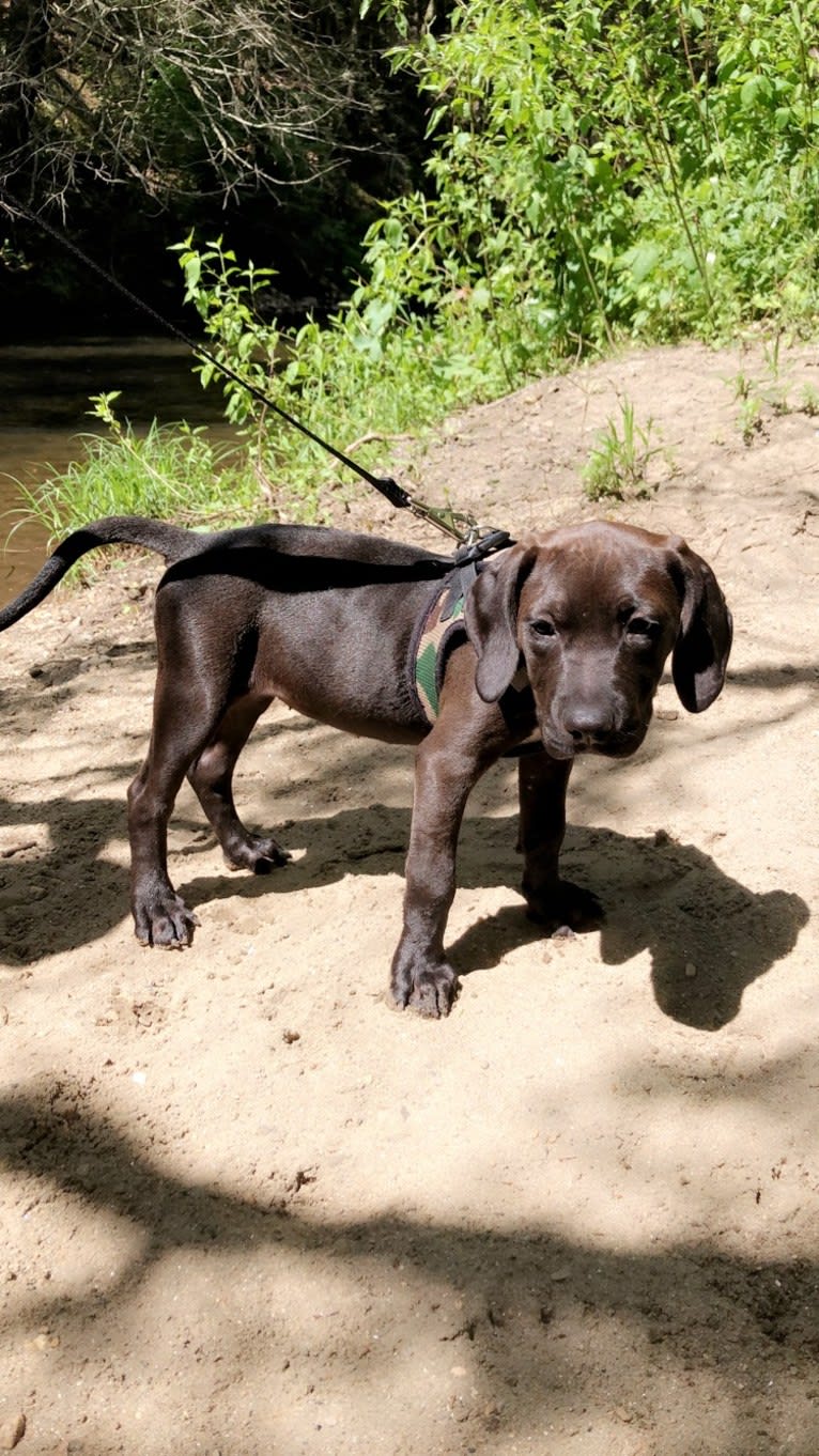Bruna, an American Pit Bull Terrier and Black and Tan Coonhound mix tested with EmbarkVet.com
