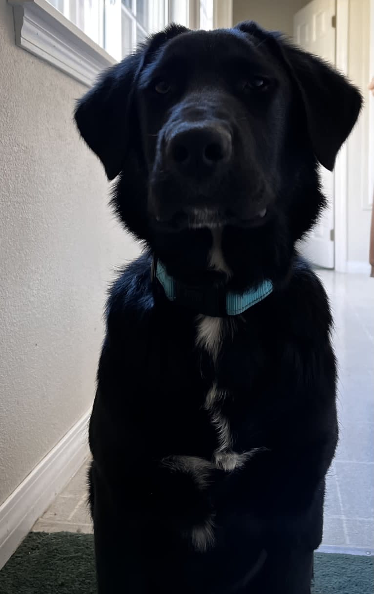 Luc, a Labrador Retriever and Australian Shepherd mix tested with EmbarkVet.com