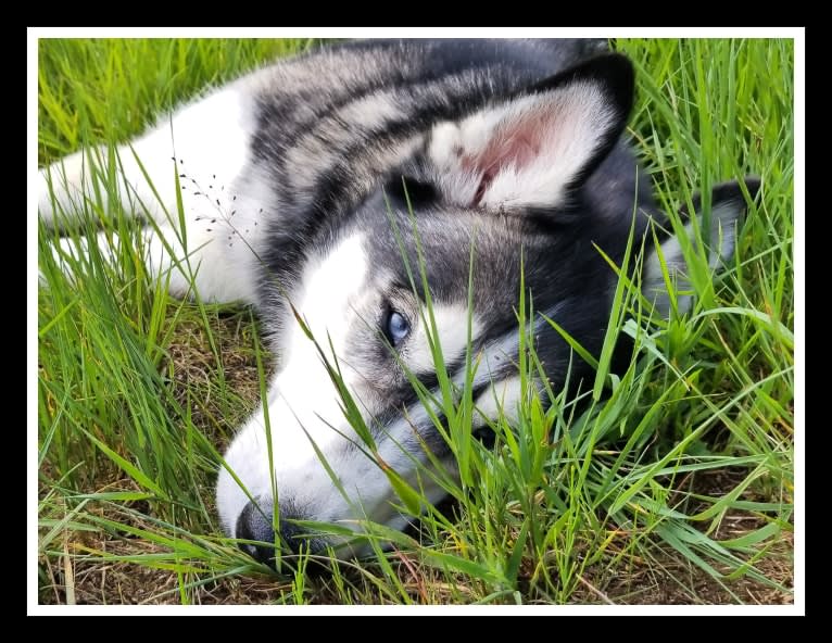 Teko, a Siberian Husky tested with EmbarkVet.com