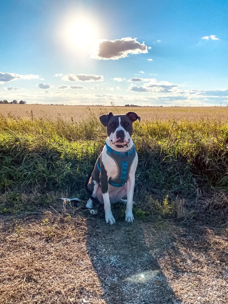 Sul, an American Bully and American Pit Bull Terrier mix tested with EmbarkVet.com