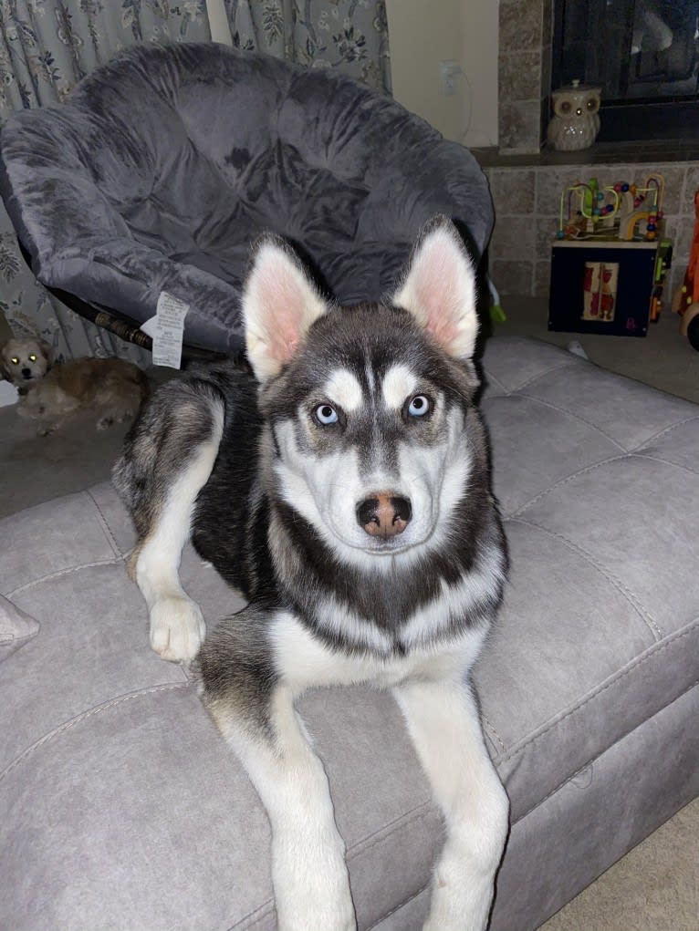 Shasta, a Siberian Husky tested with EmbarkVet.com