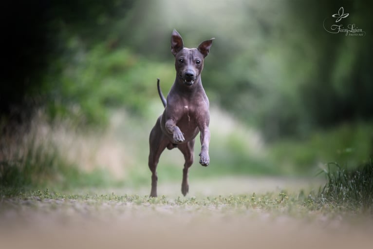 Inferno, an American Hairless Terrier tested with EmbarkVet.com