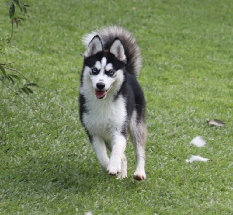 Ahkeno-F3, a Pomsky tested with EmbarkVet.com