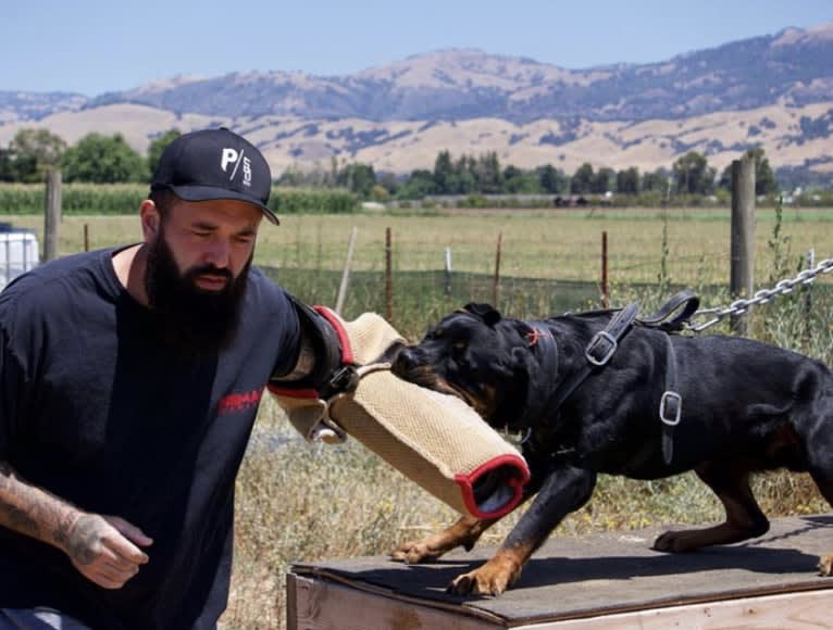 Wüstenhaus Samson, a Rottweiler tested with EmbarkVet.com