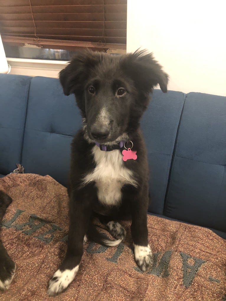 Rio, a Collie and German Shepherd Dog mix tested with EmbarkVet.com