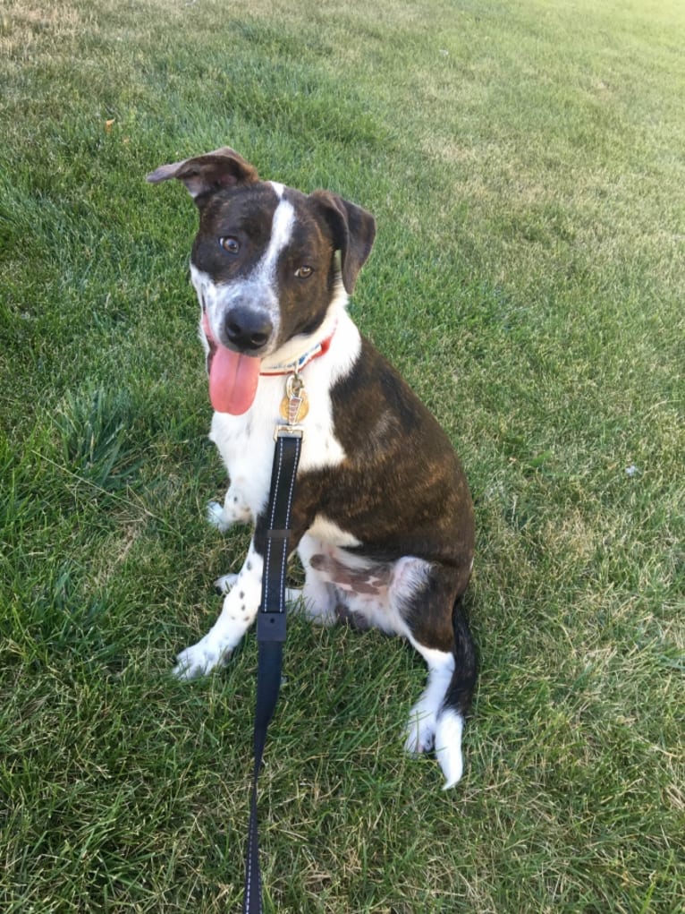 Clark, a Staffordshire Terrier and Australian Cattle Dog mix tested with EmbarkVet.com