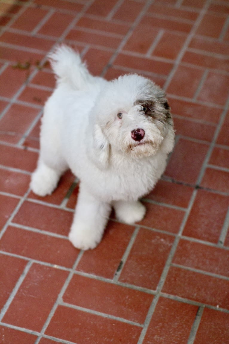 Marsh, a Sheepadoodle tested with EmbarkVet.com