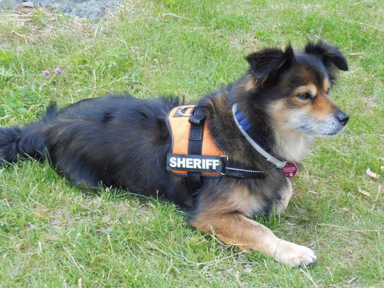 Leon, an European Village Dog tested with EmbarkVet.com