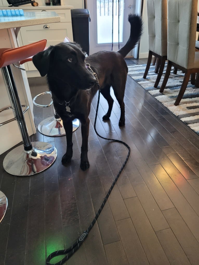 Phobos, a Labrador Retriever and Alaskan-type Husky mix tested with EmbarkVet.com