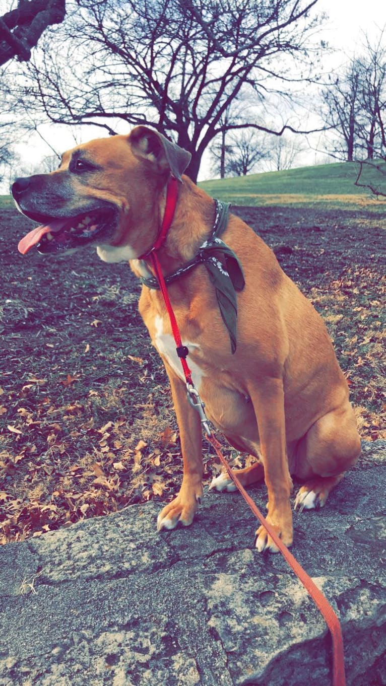 Bodhi, a Boxer and Staffordshire Terrier mix tested with EmbarkVet.com