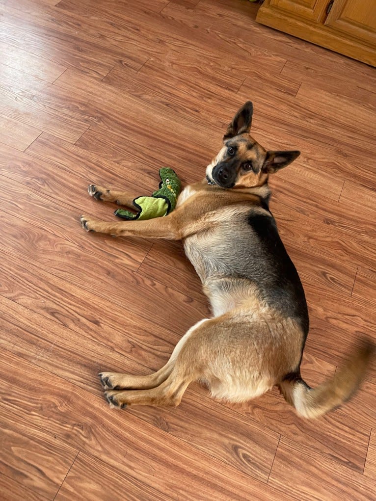 Bella, a German Shepherd Dog and Australian Cattle Dog mix tested with EmbarkVet.com