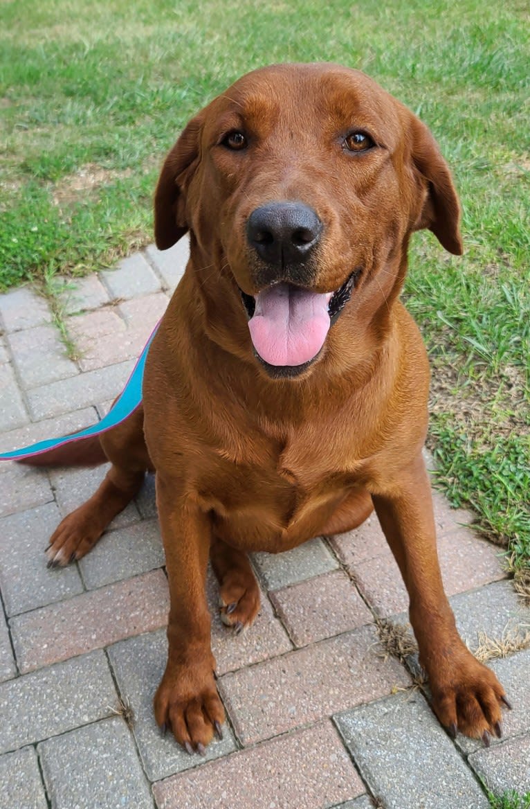 Molly, a Labrador Retriever tested with EmbarkVet.com