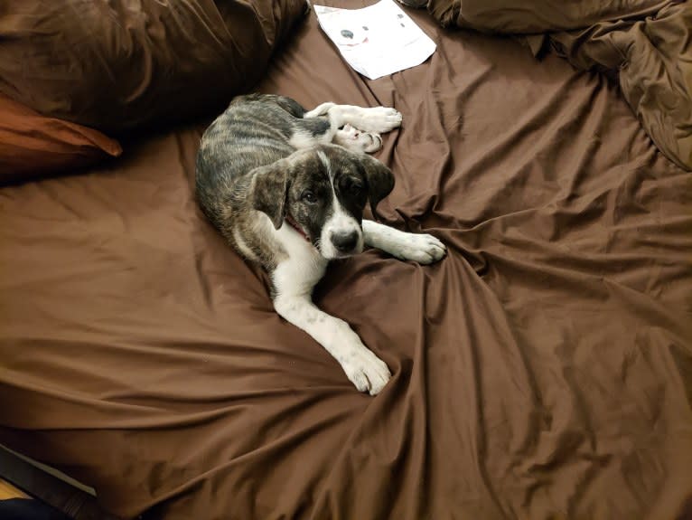 Oliver, a Great Pyrenees and American Pit Bull Terrier mix tested with EmbarkVet.com