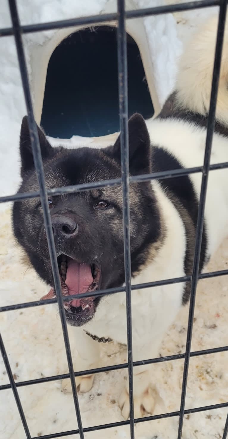 Sansa, an Akita tested with EmbarkVet.com