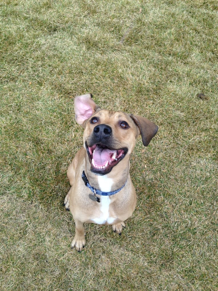 Athena, an American Pit Bull Terrier and Weimaraner mix tested with EmbarkVet.com