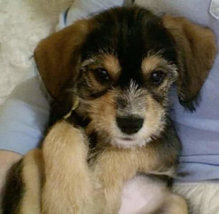Iggy Pup, a Cavalier King Charles Spaniel and Miniature Schnauzer mix tested with EmbarkVet.com