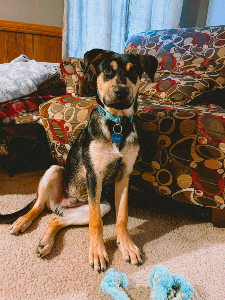 Kai, an Australian Cattle Dog and American Pit Bull Terrier mix tested with EmbarkVet.com