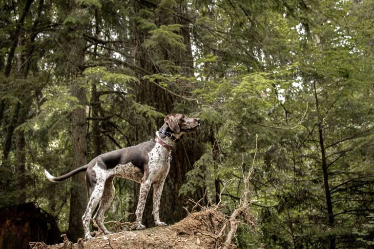 Dublin, a Coonhound and Brittany mix tested with EmbarkVet.com