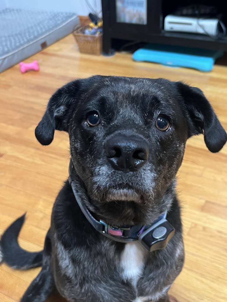 Skye, an Australian Cattle Dog and Pug mix tested with EmbarkVet.com