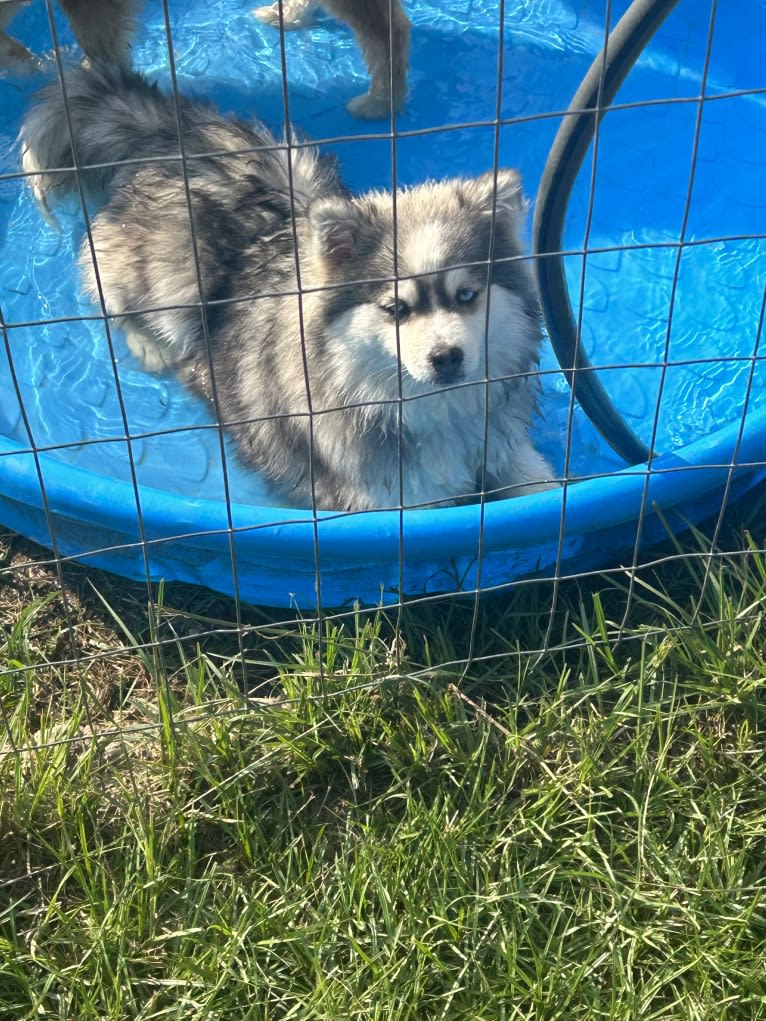 Nikki, a Pomeranian and Siberian Husky mix tested with EmbarkVet.com