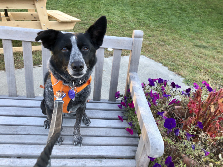 Mist, an Australian Cattle Dog and Australian Shepherd mix tested with EmbarkVet.com