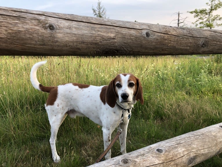 Wheeler, a Treeing Walker Coonhound and American English Coonhound mix tested with EmbarkVet.com