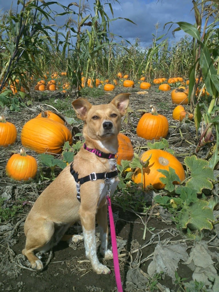 Zoe, an Australian Cattle Dog and Rat Terrier mix tested with EmbarkVet.com