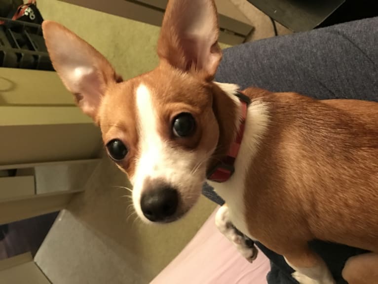 Winnie Cooper, a Chihuahua and Miniature Pinscher mix tested with EmbarkVet.com
