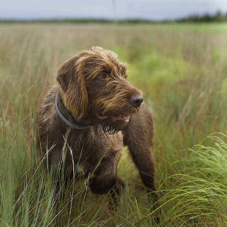 Oxbows Eragon, a Pudelpointer tested with EmbarkVet.com