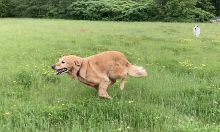 Timber “Gross Manor’s I’ll Be The One You Won’t Forget”, a Golden Retriever tested with EmbarkVet.com