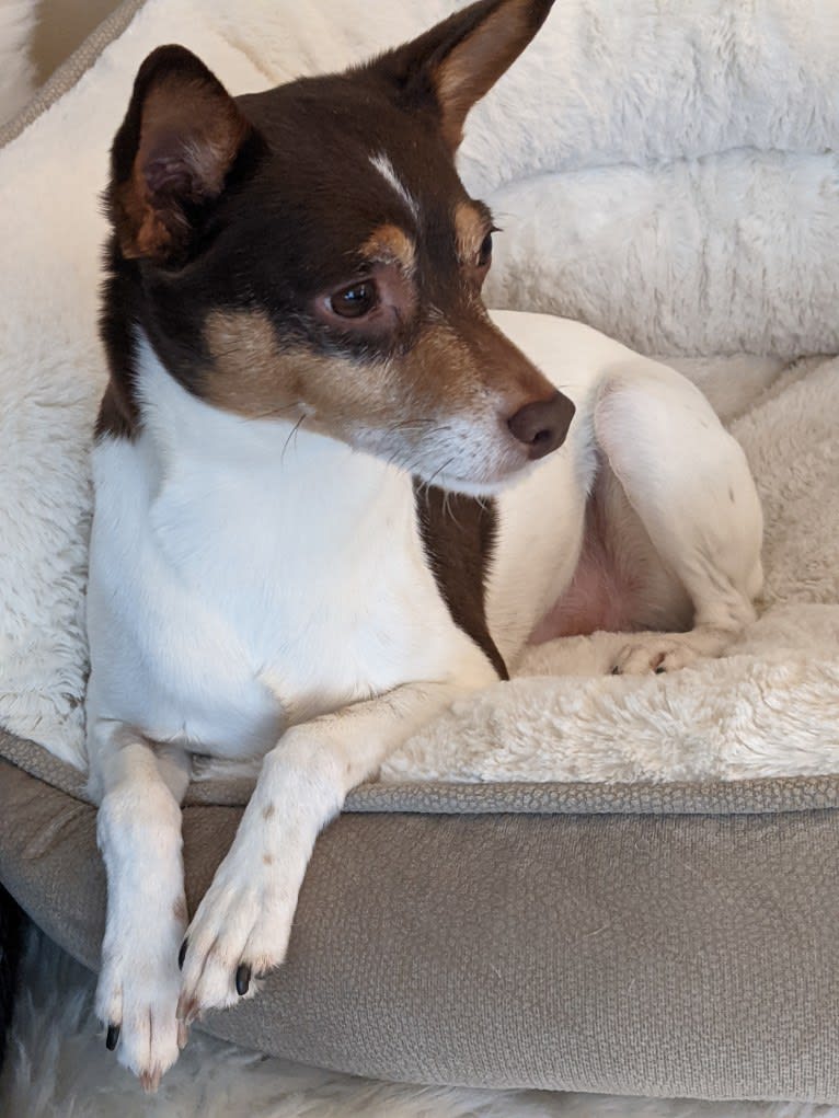 Pete, a Rat Terrier tested with EmbarkVet.com