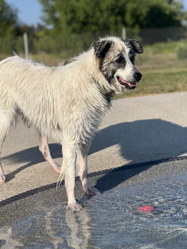 Beau, a Great Pyrenees and Belgian Malinois mix tested with EmbarkVet.com