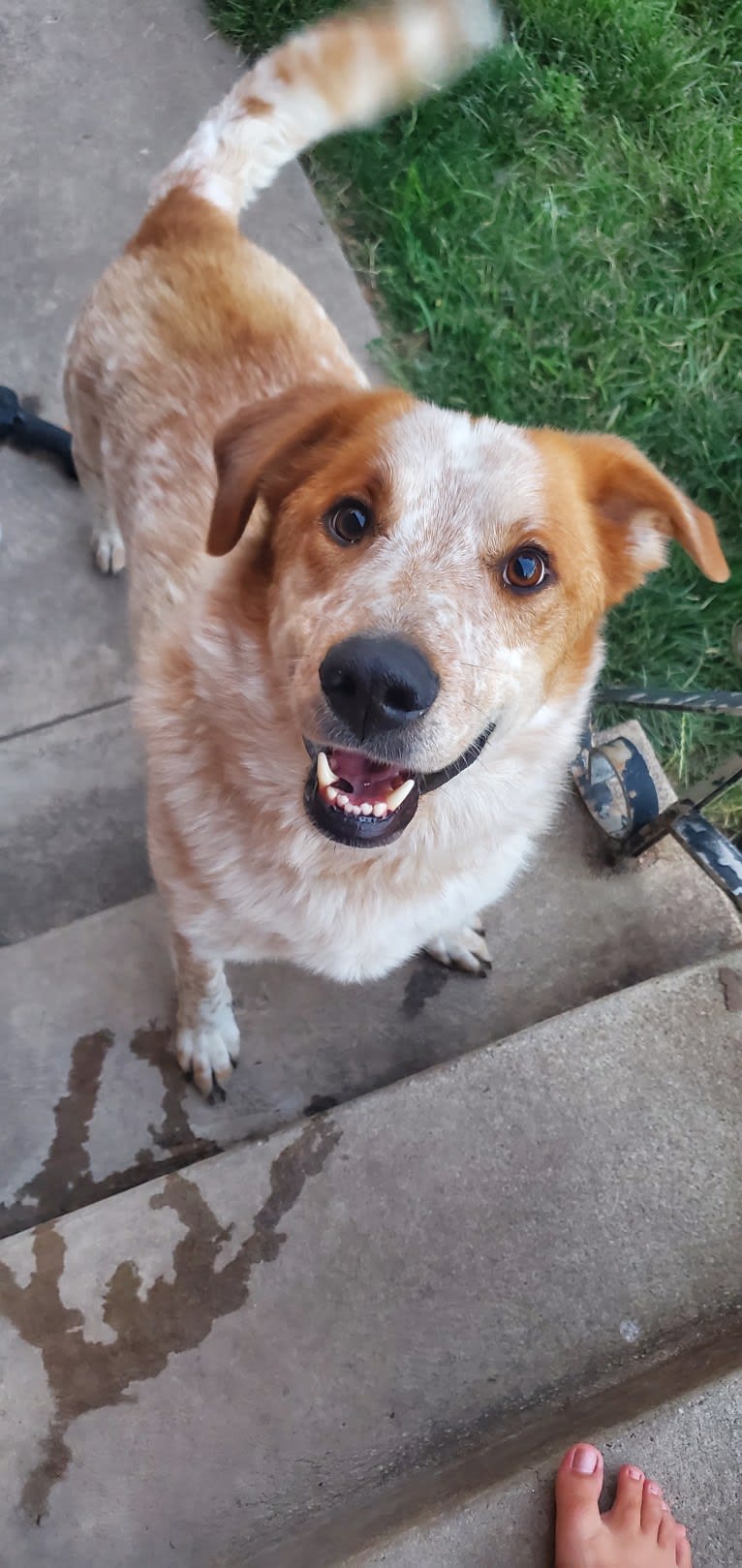 Ruger, an Australian Shepherd and German Shepherd Dog mix tested with EmbarkVet.com