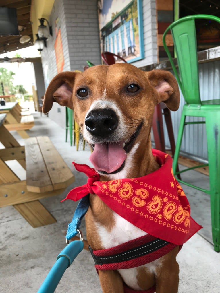 Earl Grey, a Rat Terrier and Rottweiler mix tested with EmbarkVet.com