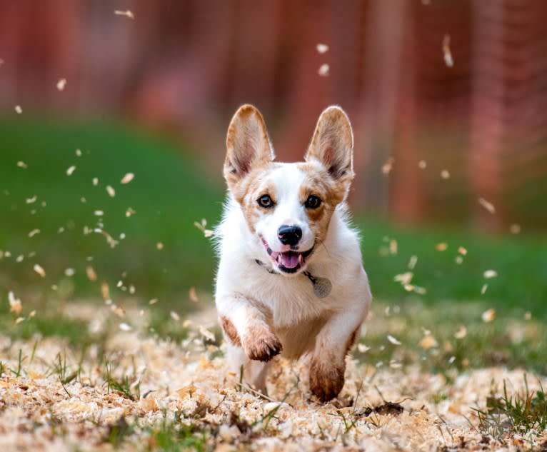 Bonnie, a Pembroke Welsh Corgi tested with EmbarkVet.com