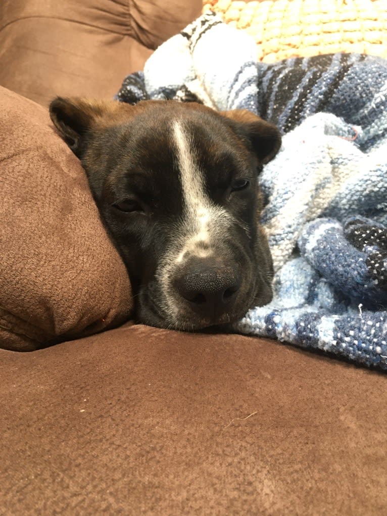 Smudge, a Golden Retriever and Boston Terrier mix tested with EmbarkVet.com