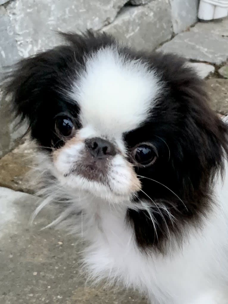 Chunk, a Japanese Chin tested with EmbarkVet.com