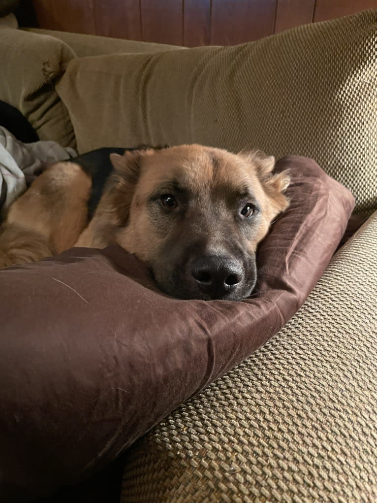 Mick, a Siberian Husky and German Shepherd Dog mix tested with EmbarkVet.com