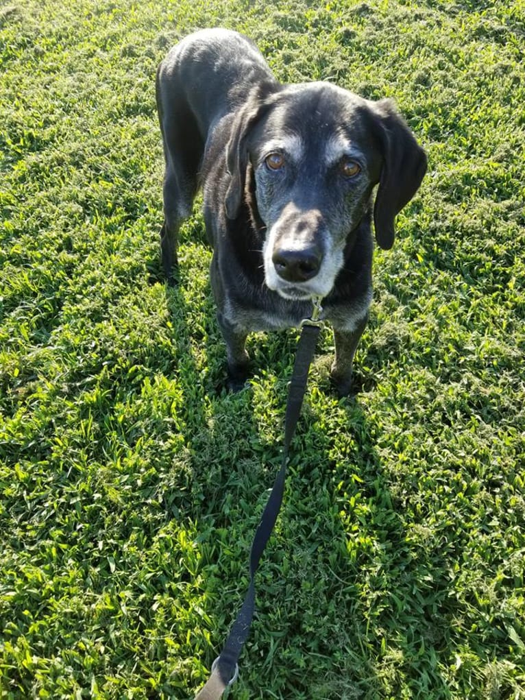 Ebon, a Labrador Retriever tested with EmbarkVet.com