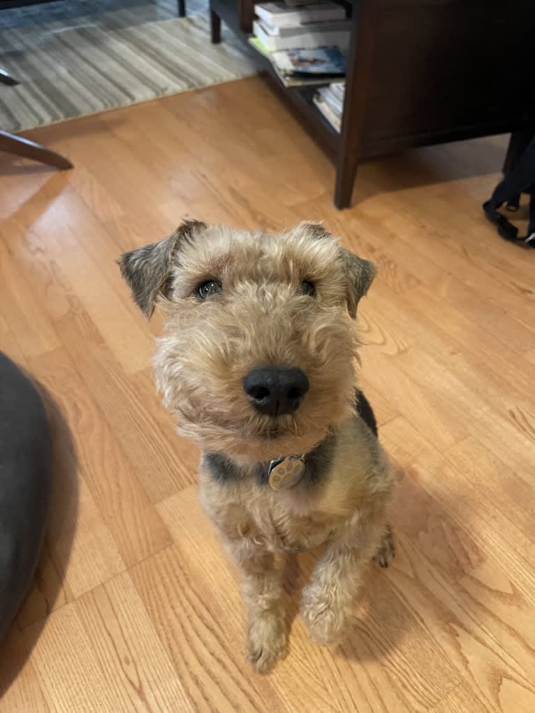 Abby, a Welsh Terrier tested with EmbarkVet.com