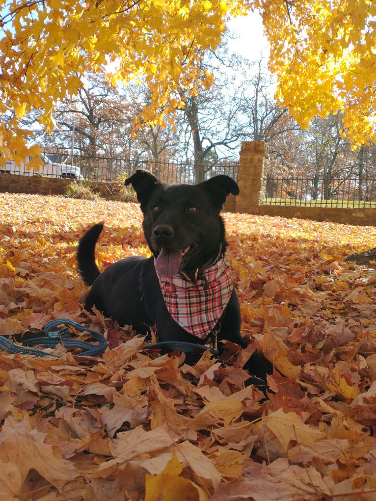 Kodi, an Australian Cattle Dog and Chow Chow mix tested with EmbarkVet.com