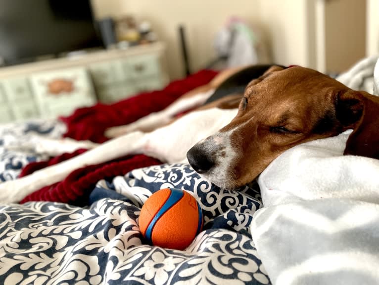 Roxy, a Treeing Walker Coonhound tested with EmbarkVet.com