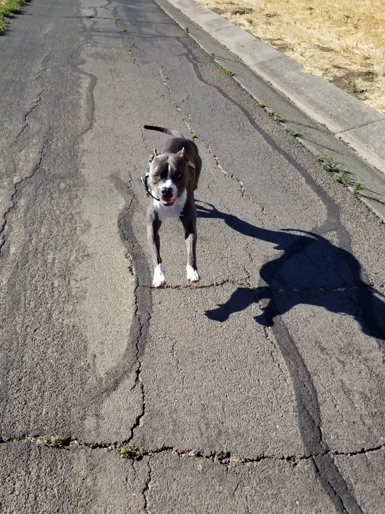 MaSiWei, an American Bully tested with EmbarkVet.com