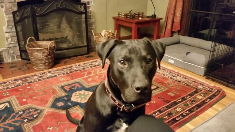 Dexter, a Staffordshire Terrier and Labrador Retriever mix tested with EmbarkVet.com
