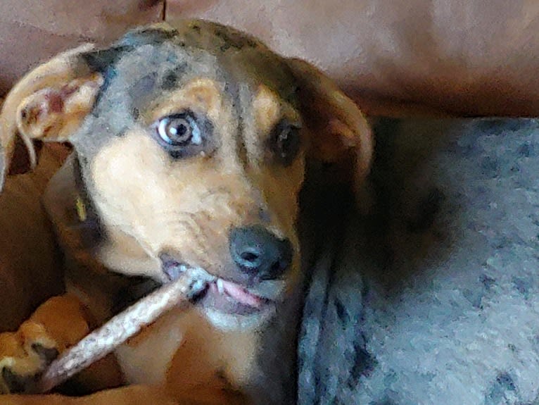 Ramen Noodle, an Australian Cattle Dog and Catahoula Leopard Dog mix tested with EmbarkVet.com
