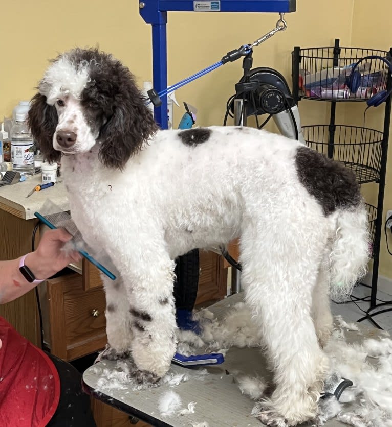 Axel, a Poodle tested with EmbarkVet.com