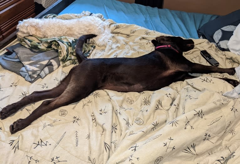 Cedar, a Neapolitan Mastiff and Cane Corso mix tested with EmbarkVet.com